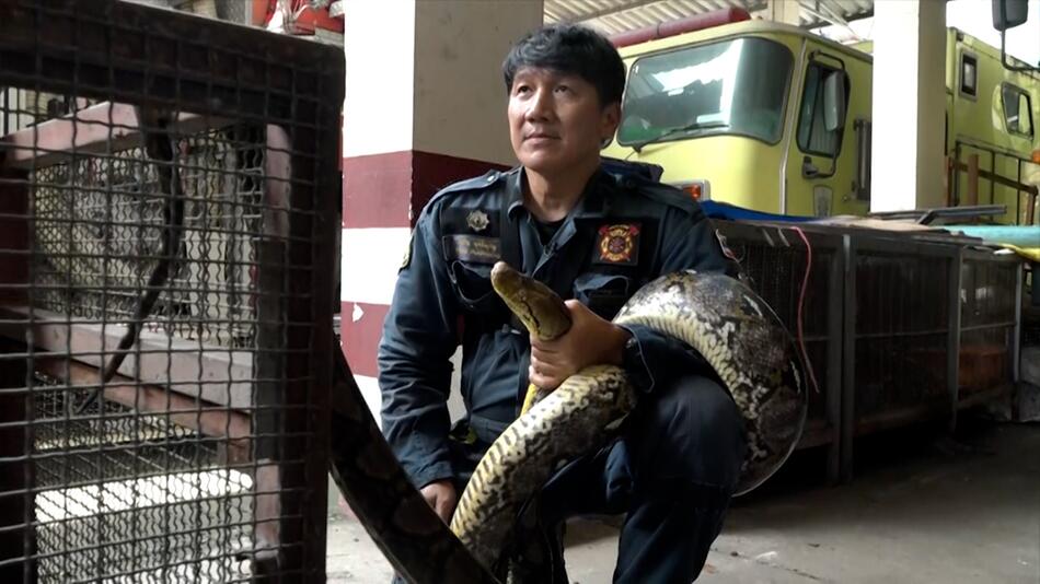 Bangkoks Schlangenflüsterer fängt gefährliche Pythons mit bloßen Händen