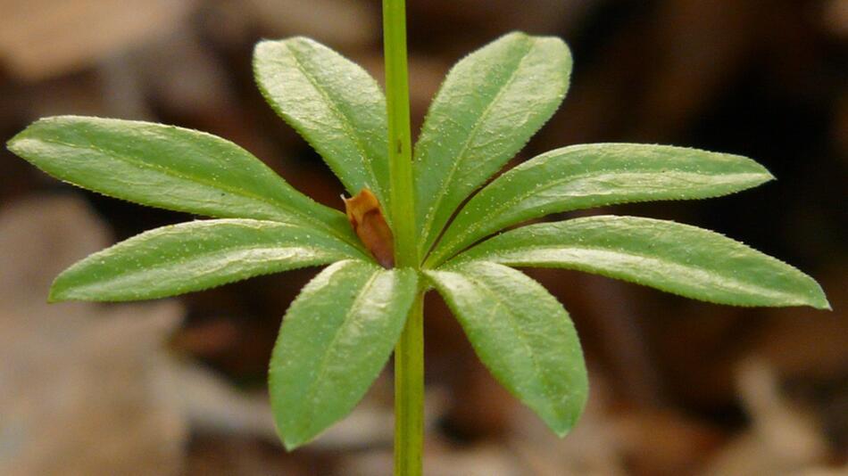 waldmeister