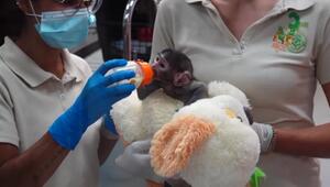 Mexiko: Verstoßenes Affen-Baby findet Trost bei einem Plüschtier