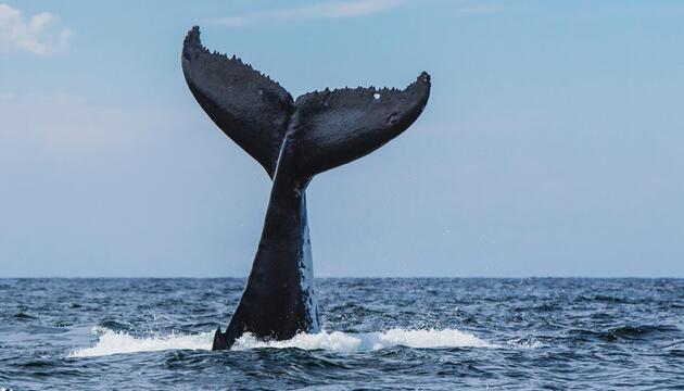 Fluke eines Buckelwals, der im Meer abtaucht