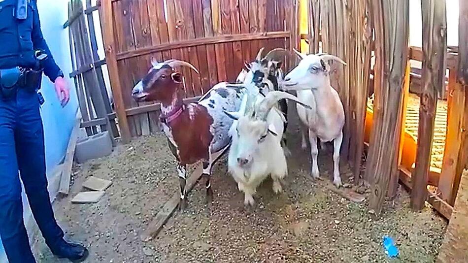 Tierische Invasion: Ziegen belagern Garten in Phoenix