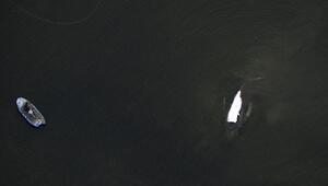 Rettungsaktion für den Buckelwal