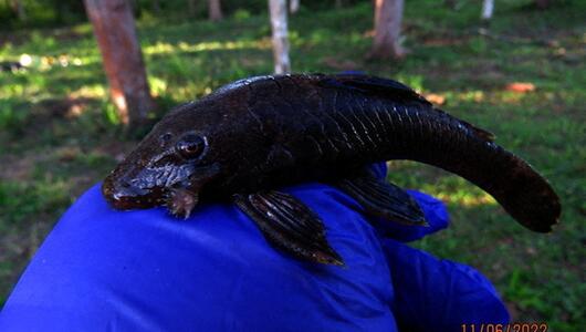 Borstenwels (Ancistrus sp.)