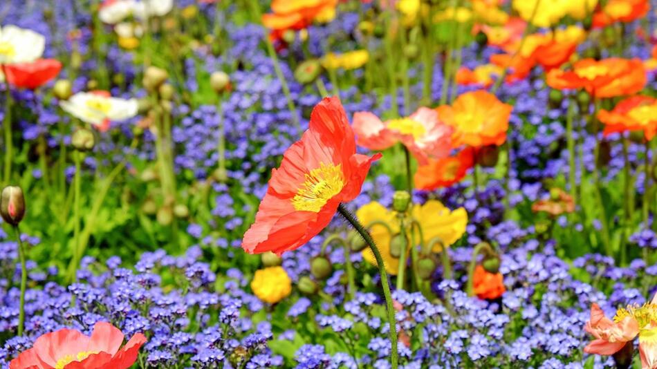 Blumen im Juli aussäen