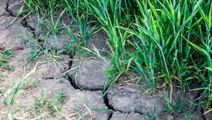 Risse im trockenen Boden eines Feldes