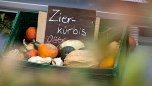 Zierkürbisse liegen in der Auslage eines Hofes