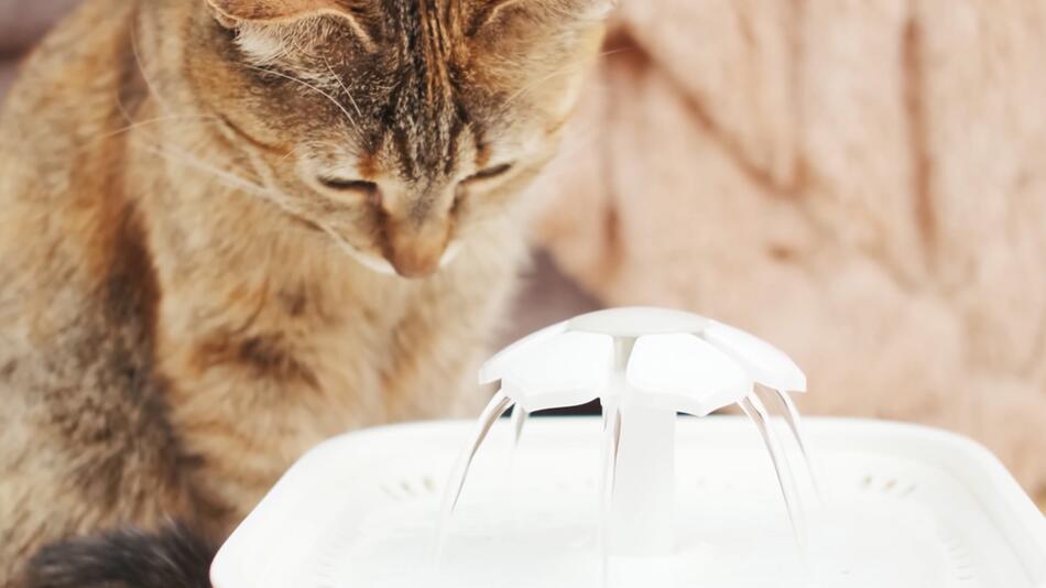 Korrektur!Wenn die Katze das Wasser meidet