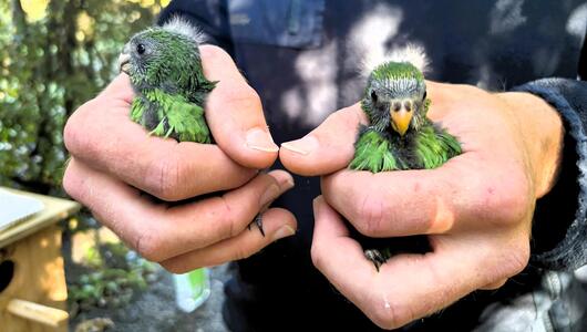 Vogelküken von Nacho und Trixie