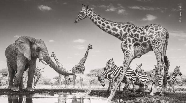Wildlife Photographer of the Year