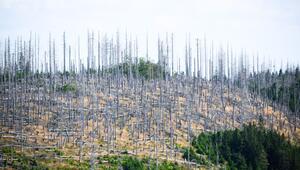 Waldsterben in Deutschland