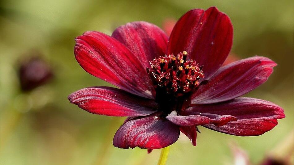 Schokoladenblume