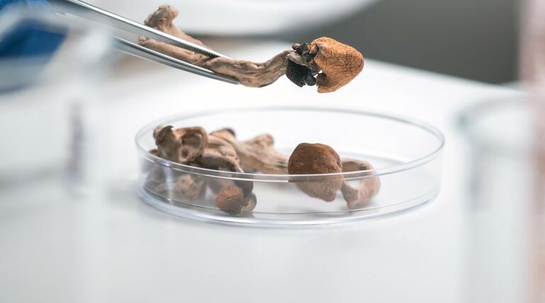 Psilocybin 