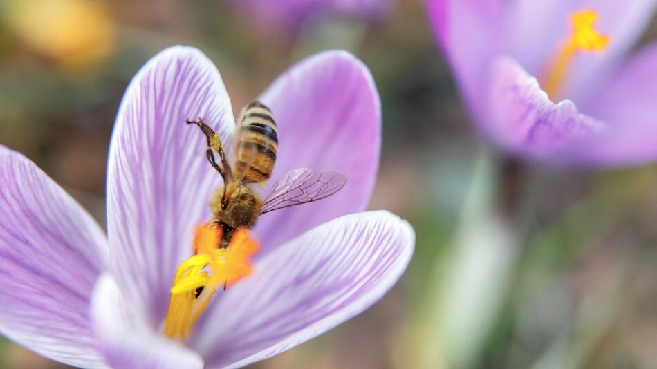 Frühling