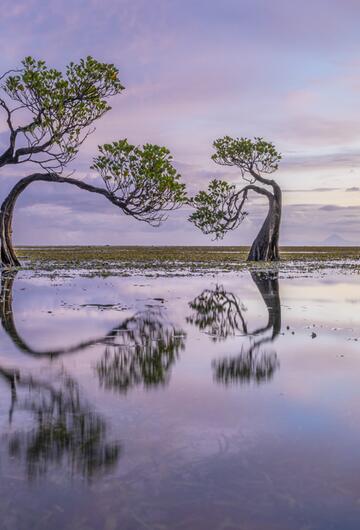 Bäume, Sumba Island, Indonesien