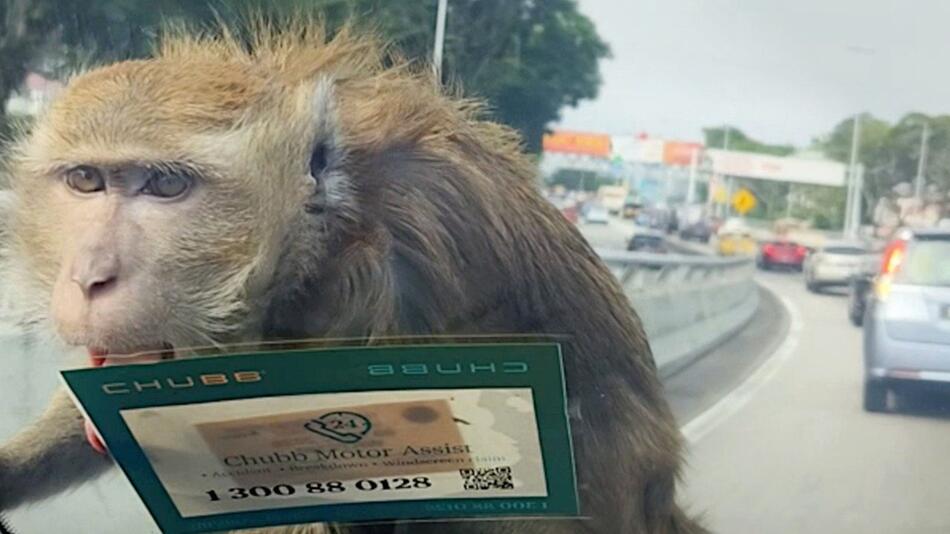 Tierischer Fahrgast: Fauler Affe fährt per Anhalter mit