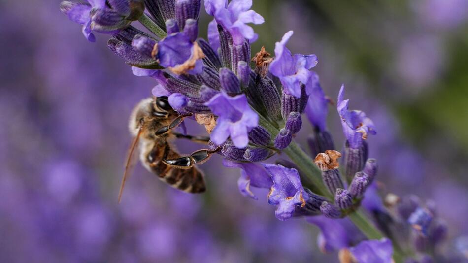 Lavendel richtig pflegen: Drei Profi-Tipps für volle Blüte