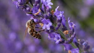 Lavendel richtig pflegen: Drei Profi-Tipps für volle Blüte