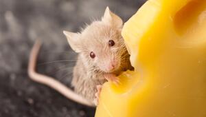 Maus am Käse