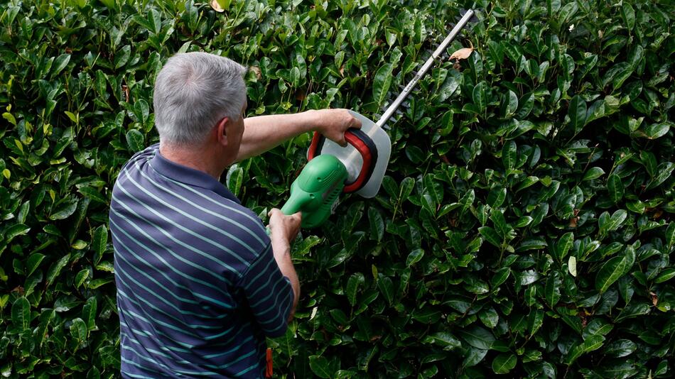 Mann schneidet eine Hecke