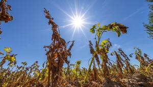 Sonne über vertrockneten Pflanzen