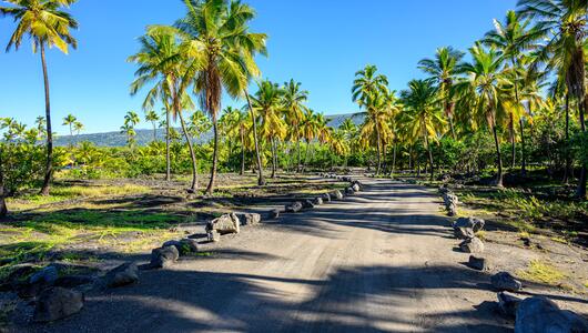 Hawaii Palmen