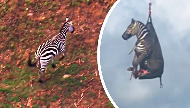 Zebra in Tennessee nach über einer Woche auf der Flucht eingefangen