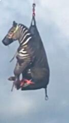 Zebra nach über einer Woche auf der Flucht eingefangen