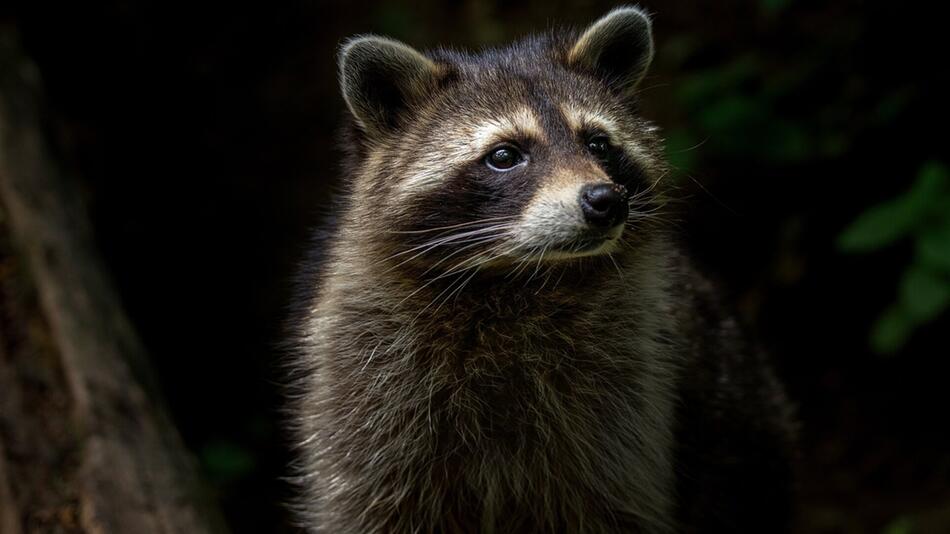 Waschbär vertreiben
