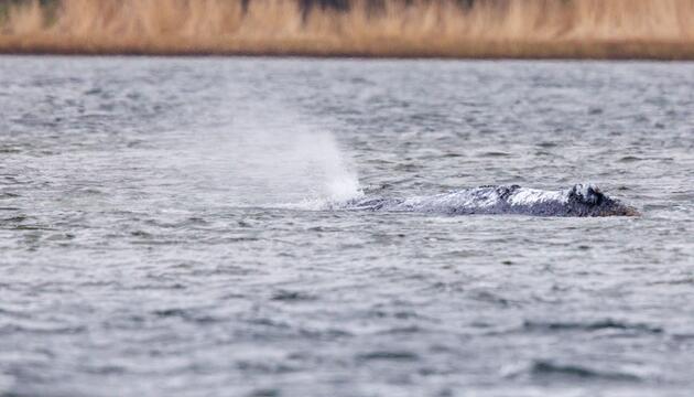 Weitere Entwicklung zum Buckelwal in der Ostsee