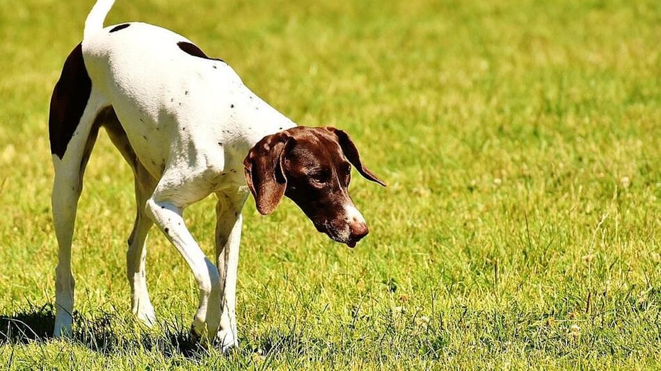 Zeckenmittel für Hunde