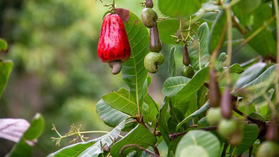 Cashewbaum, Cashewkern