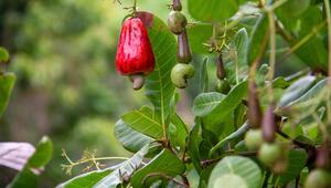 Cashewbaum, Cashewkern