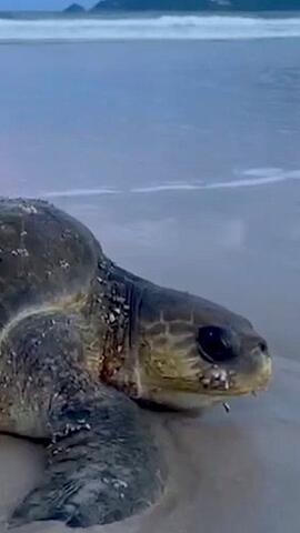 Rettungsschwimmer bergen 50-Kilo-Schildkröte in Thailand