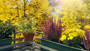 Winterharte Pflanzen auf dem Balkon im Herbst