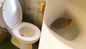 Überraschung beim Toilettengang: Python lugt aus Kloschüssel