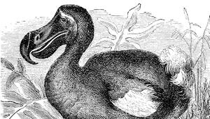 Dodo 