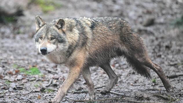 Wolf