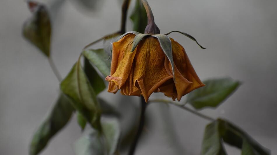 verwelkte Rosen