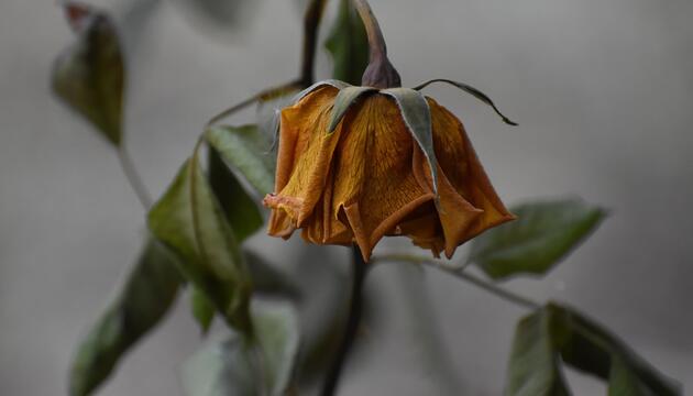 verwelkte Rosen
