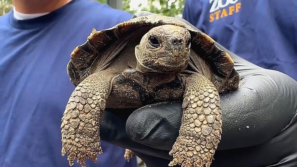 Mit fast 100 noch mal Eltern: Schildkröten zeugen Nachwuchs in Philadelphia