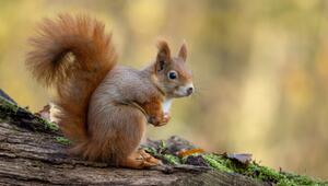 Eichhörnchen auf Baum.