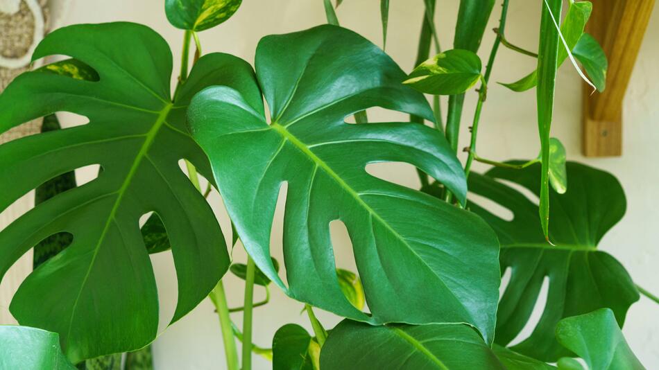 Monstera, Fensterblatt