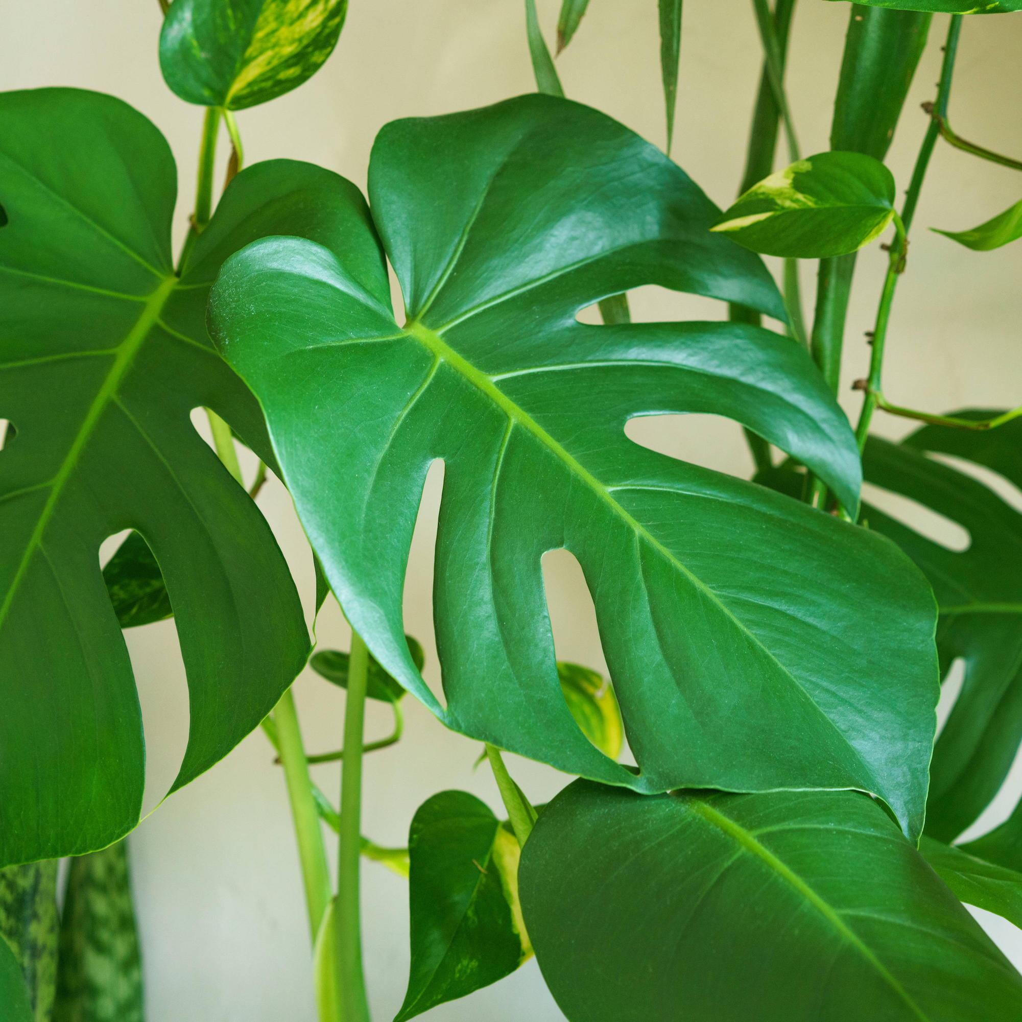 Monstera vermehren: Tipps fr krftige Ableger | GMX.AT