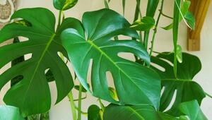 Monstera, Fensterblatt