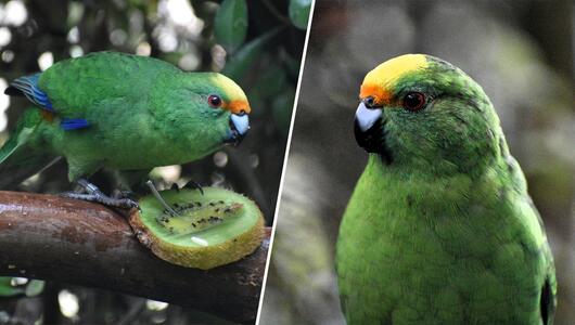 Papageien-Pärchen aus Neuseeland