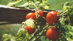 Tomaten gelbe Blätter