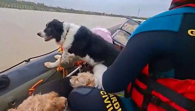 Sturm „Kristin“ sorgt für Überschwemmungen – Tiere gerettet