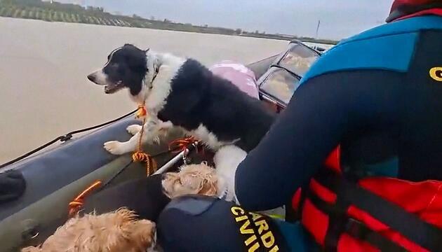 Sturm „Kristin“ sorgt für Überschwemmungen – Tiere gerettet