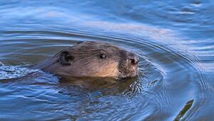 Ein Biber schwimmt im Grenzfluss Oder im Oderbruch