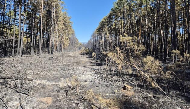 Rund 64 Hektar waren von dem Waldbrand betroffen